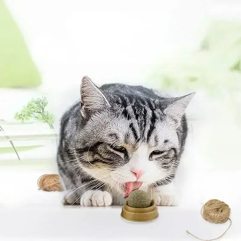 Catnip Erva de Gato Natural Digestivo para Gatos